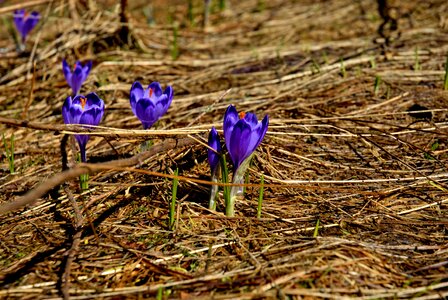 Spring tourism western tatras photo