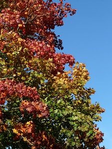 Colorful red green photo