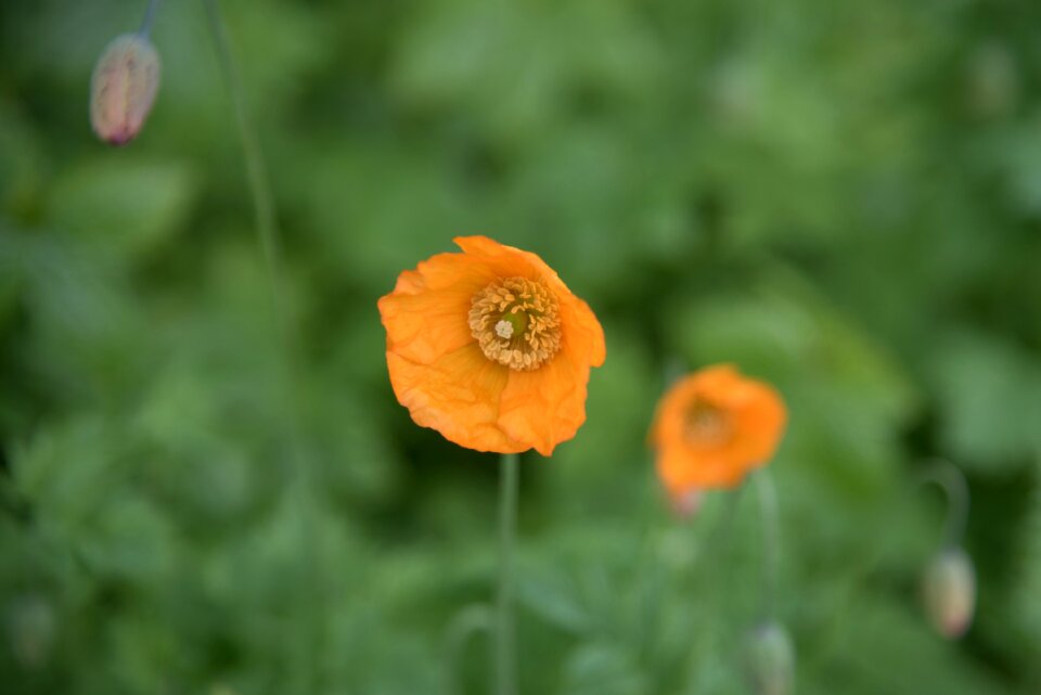 Orange natural flower