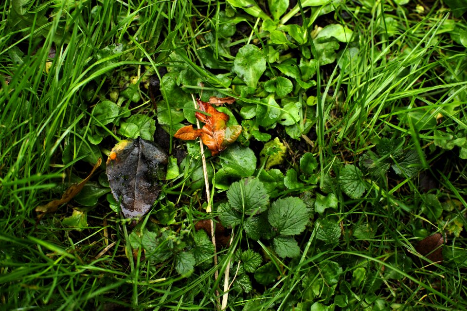 Grass green dead leaves