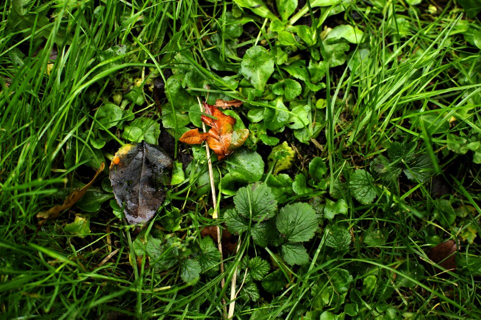 Grass green dead leaves photo