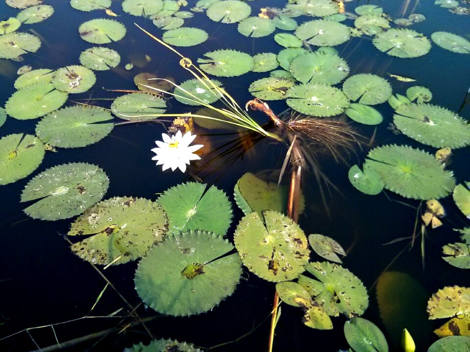 Water lily water
