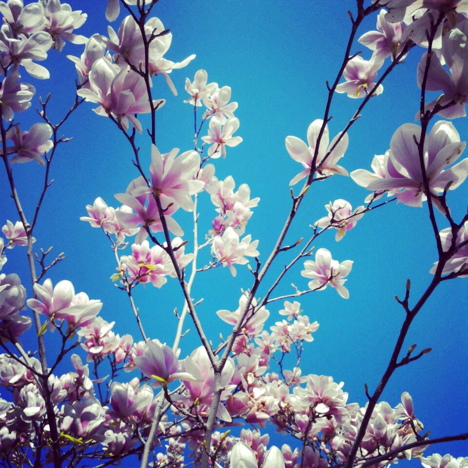 Spring flowers flora white