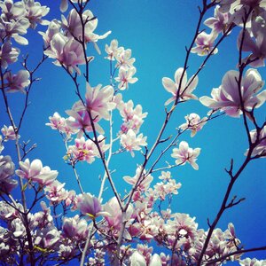 Spring flowers flora white