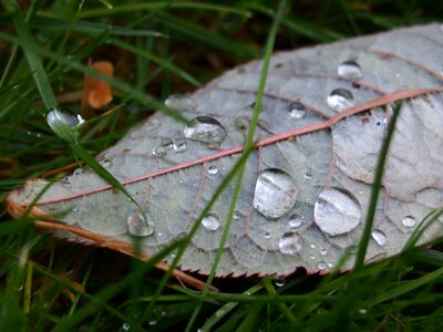 Water autumn wet