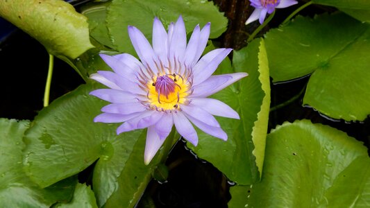 Water flower aquatic plant thailand photo