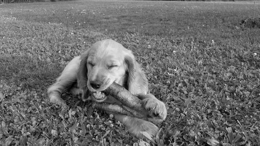 Cocker spaniel stick outdoors