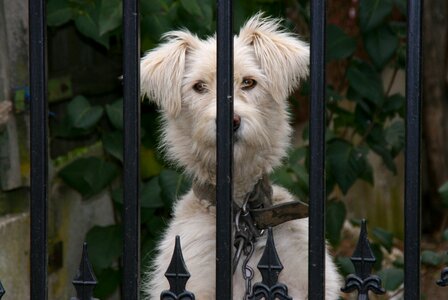 Curiosity white pet