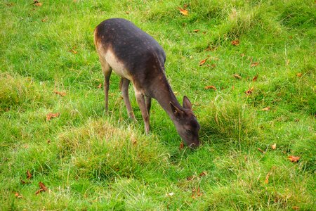 Animals wild animal world