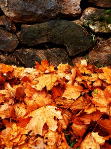 Stone wall autumn colors nature photo