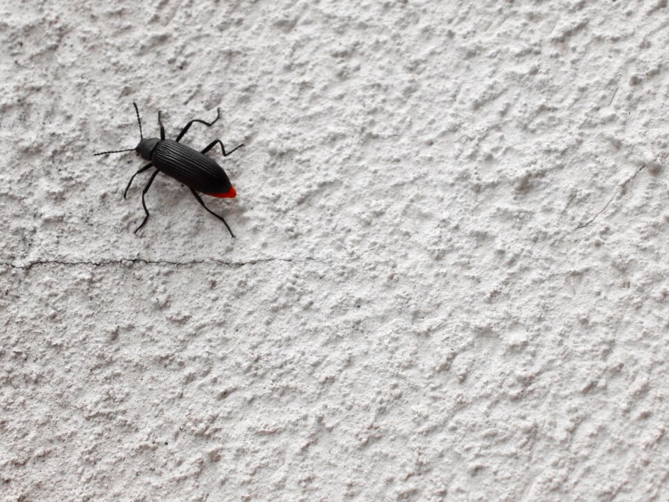 Animal antennas arthropod
