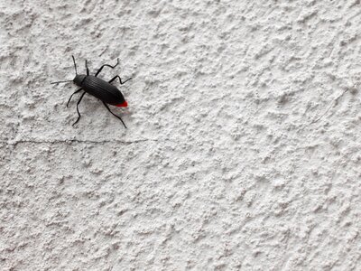 Animal antennas arthropod
