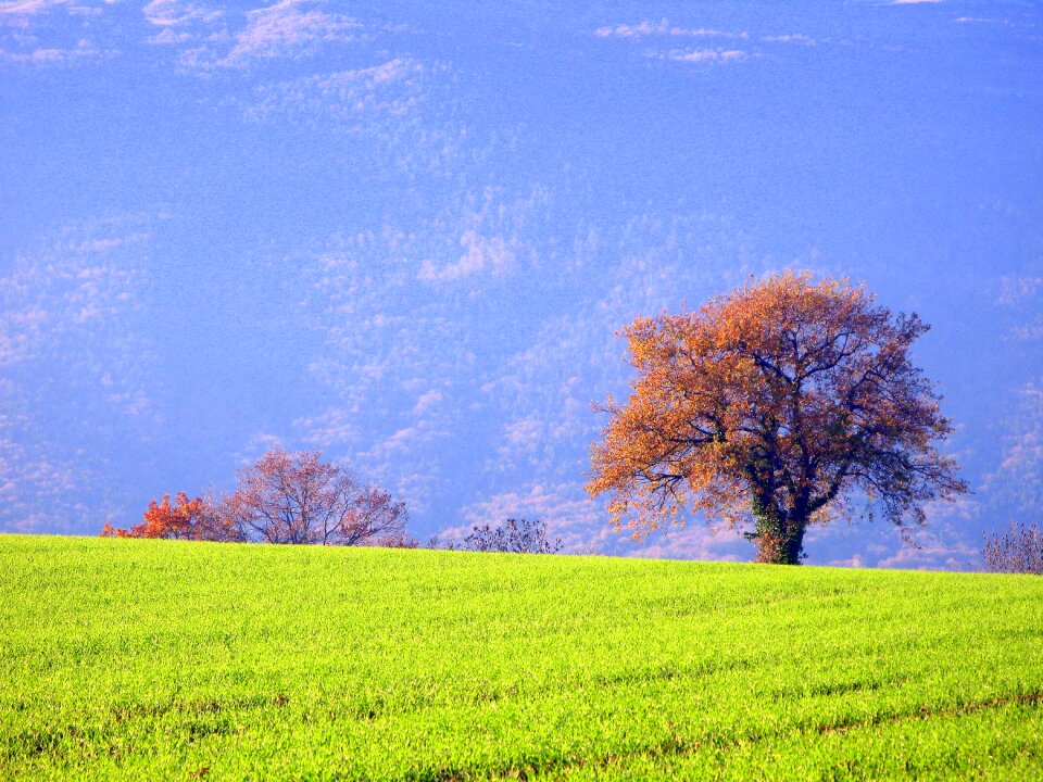 Leaf grass forest