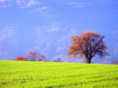 Leaf grass forest photo