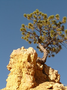 Pine stone rock photo