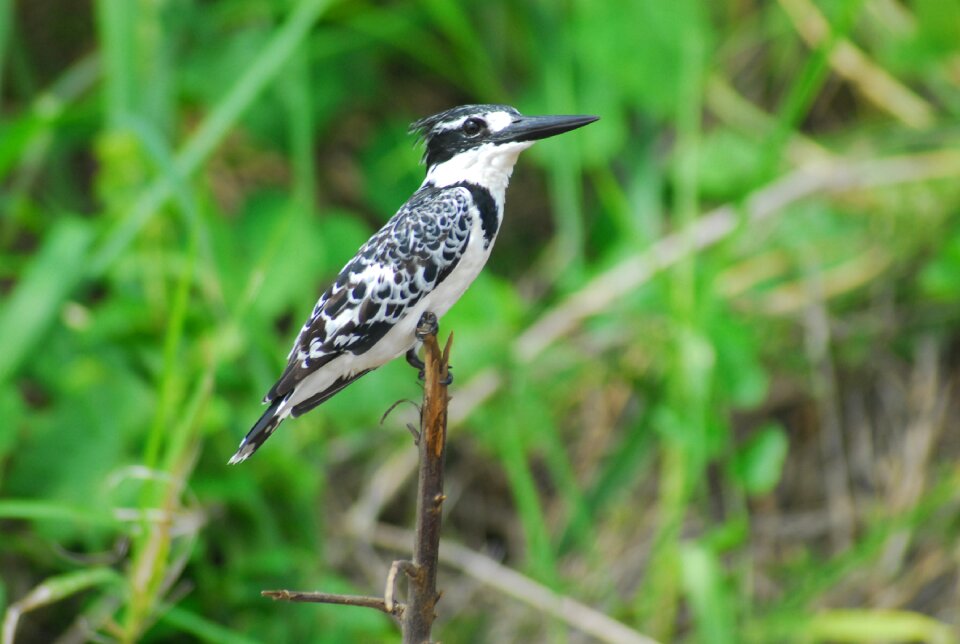 Woodpecker animal south africa