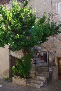 House ladder tree photo