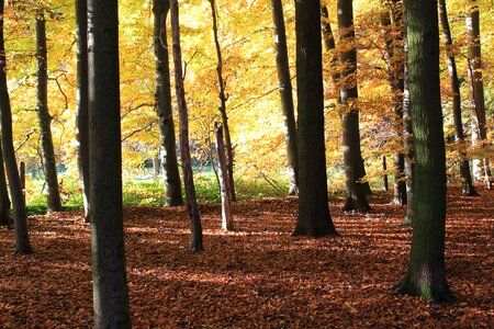 Autumn forest nature color photo