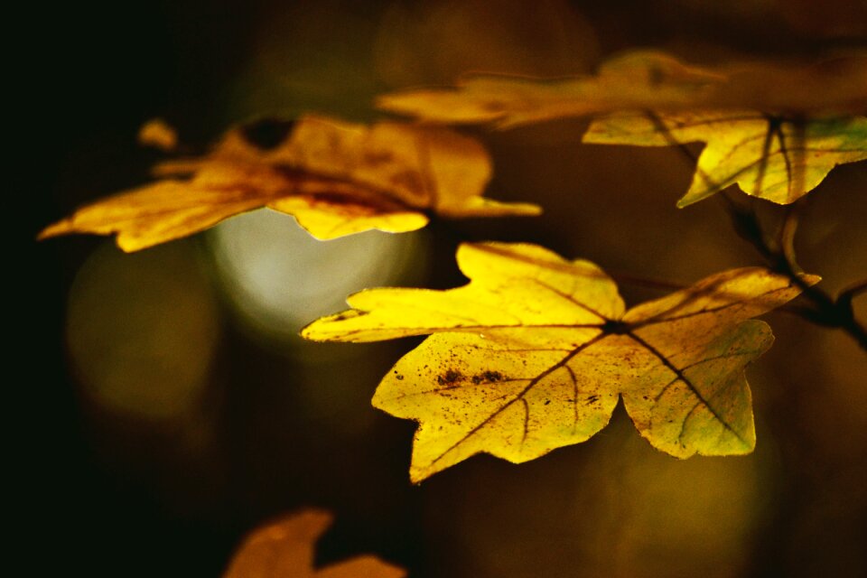Maple colorful yellow