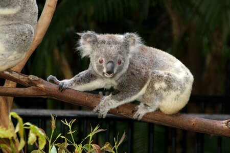 Koala zoo animals photo