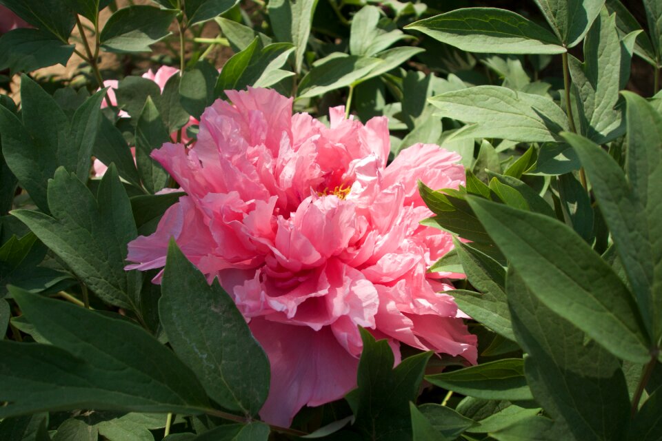 Peony flower close-range photogrammetry