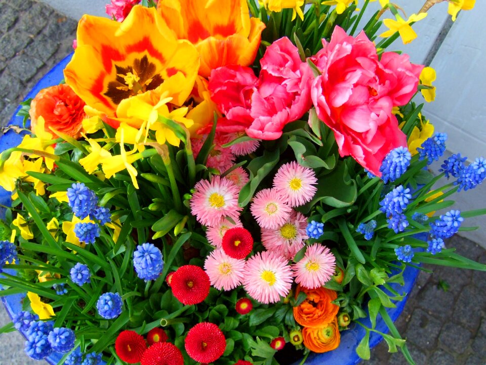 Plant orange yellow