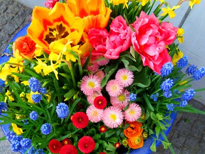 Plant orange yellow