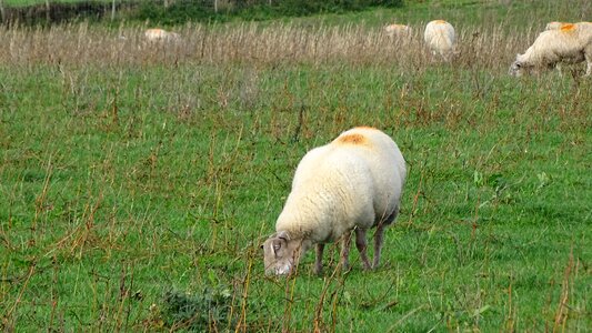 Grass field