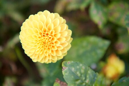 Flower yellow dahlia