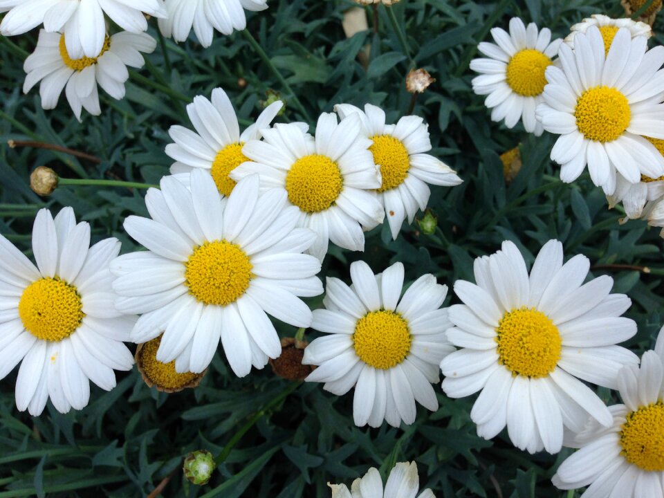 Summer plant nature summer flower