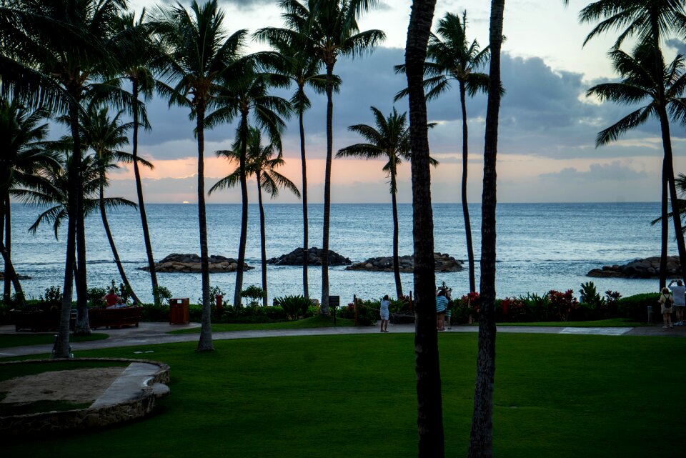 Palm trees beach ocean photo