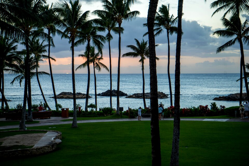Palm trees beach ocean