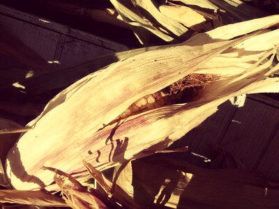 Cob agriculture harvest
