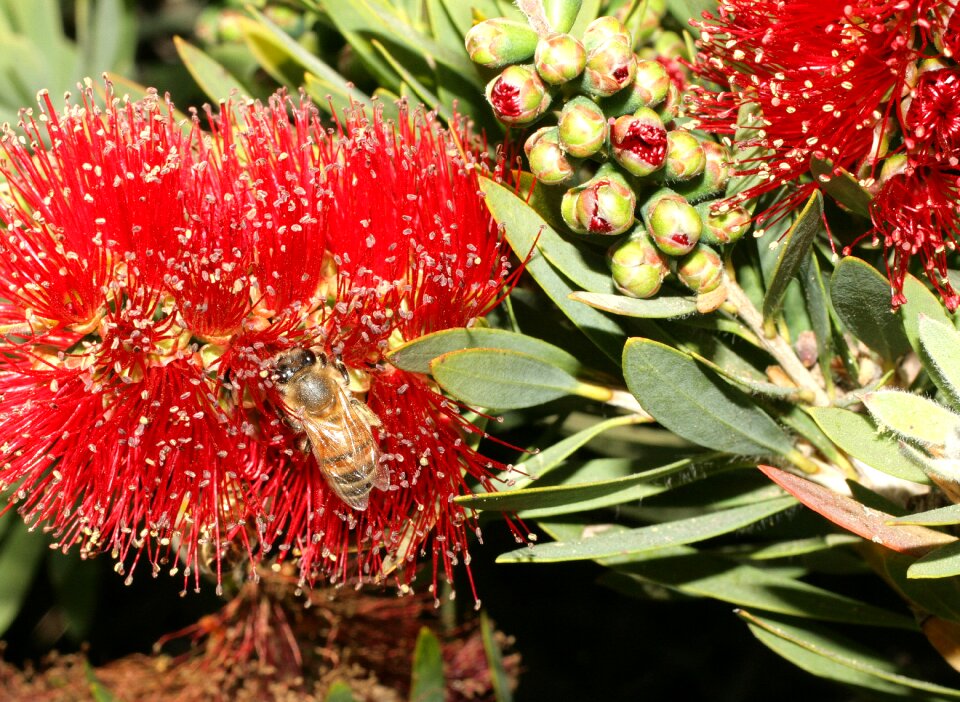 Gardening bush flower