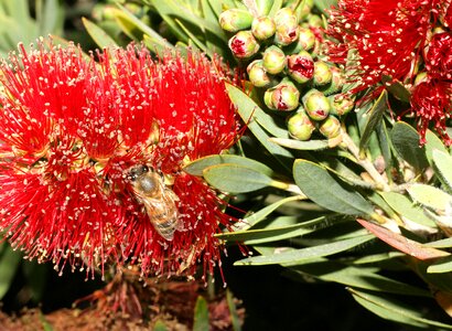 Gardening bush flower