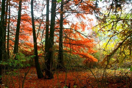 Leaves coloring landscape
