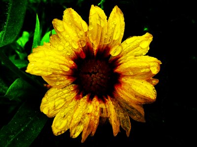 Yellow drops droplets