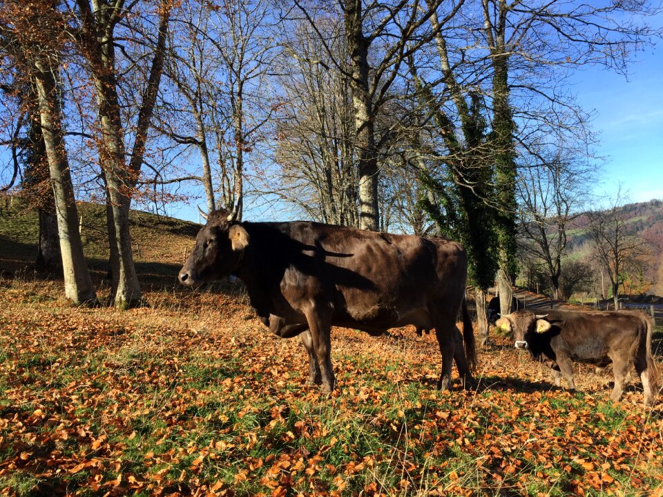 Calf cattle meadow