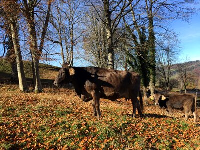 Calf cattle meadow