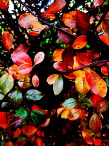 Colors autumn nature