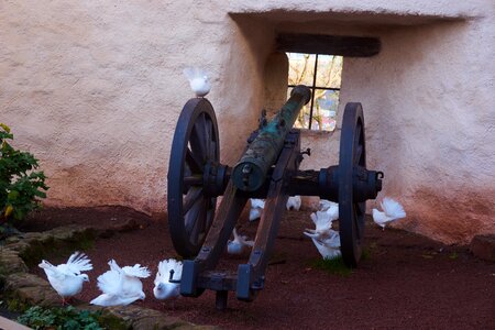 Gun dove peace dove