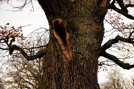 Oak log bark photo