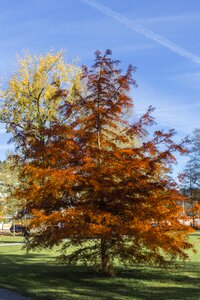 Color fall color nature