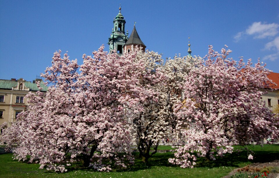 Castle magnolias flowers