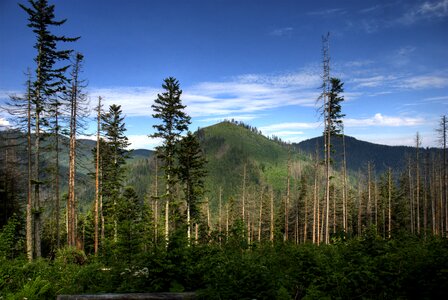 Forest mountains vistas photo