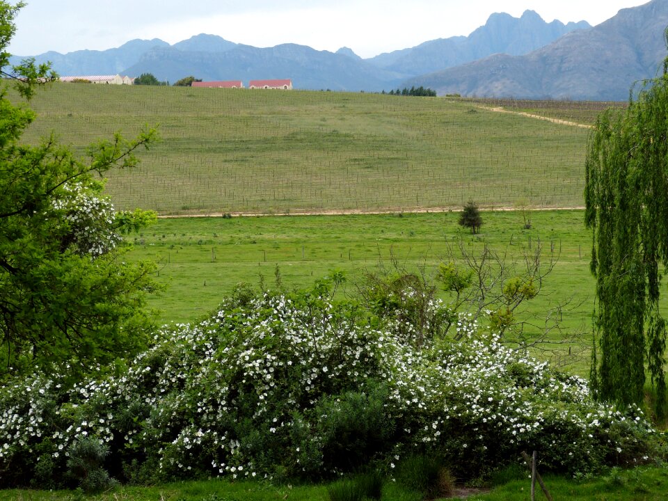 Vineyard mountains bush