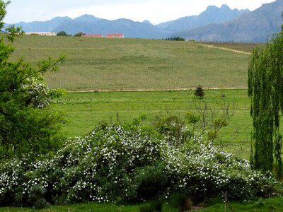 Vineyard mountains bush