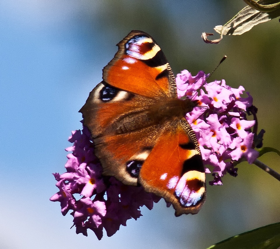 Summer insect wing
