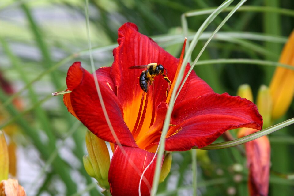 Flower nature summer