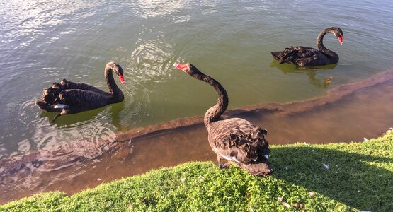 Nature lake bird